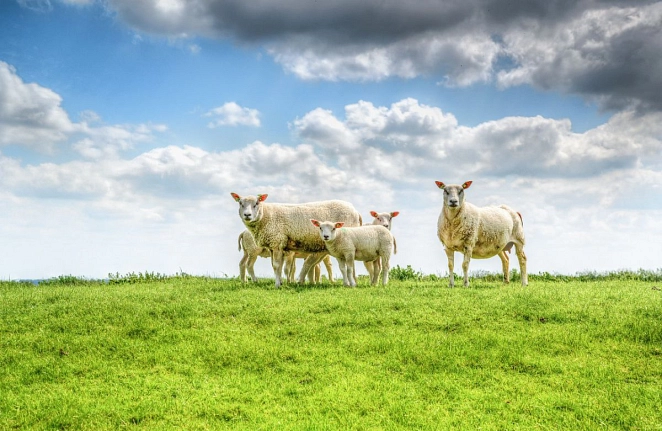 Schaf auf einer Weide © Landkreis Diepholz
