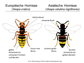 Vergleich Asiatische Hornisse © Bildquelle: Dr. Otto Boecking – LAVES Institut für Bienenkunde Celle