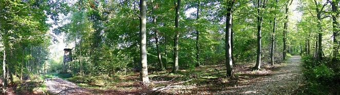 Wald © lkdh